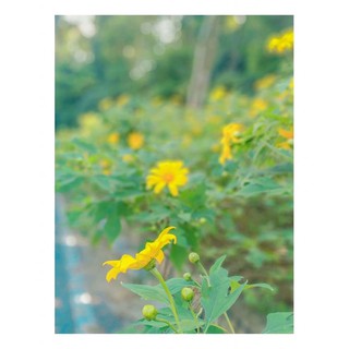 Hạt giống Hoa Dã Quỳ Vàng / Dã Quỳ Đỏ 💐