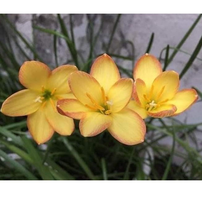 Củ hoa huệ mưa King Ramson vàng viền cam size củ mẹ, củ to_Củ hoa tóc tiên nhập ngoạ