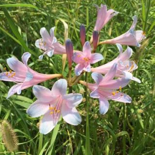 Combo 5 củ Bỉ Ngạn Lai Lycoris
