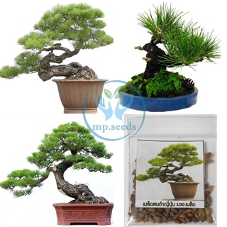 Hạt giống Thông đen nhật bản 5 hạt
