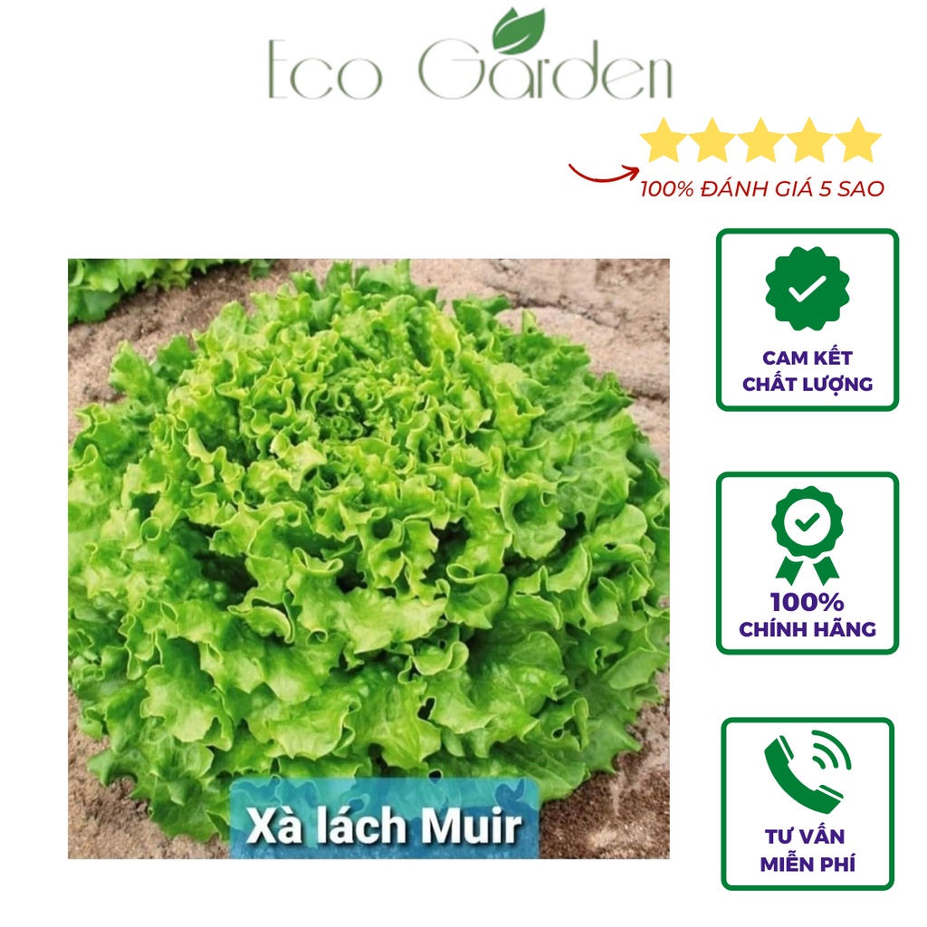 Hạt giống xà lách Muir bọc men chịu nhiệt tốt và dễ trồng nhập Mỹ - Johnny's Seeds