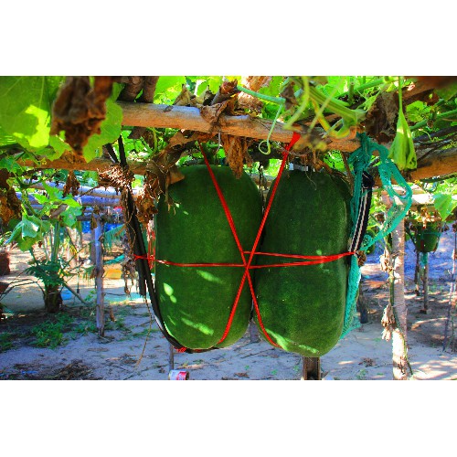 GÓI 10 hạt bí đao khổng lồ