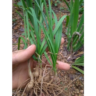 Bụi 10 gốc hẹ giống