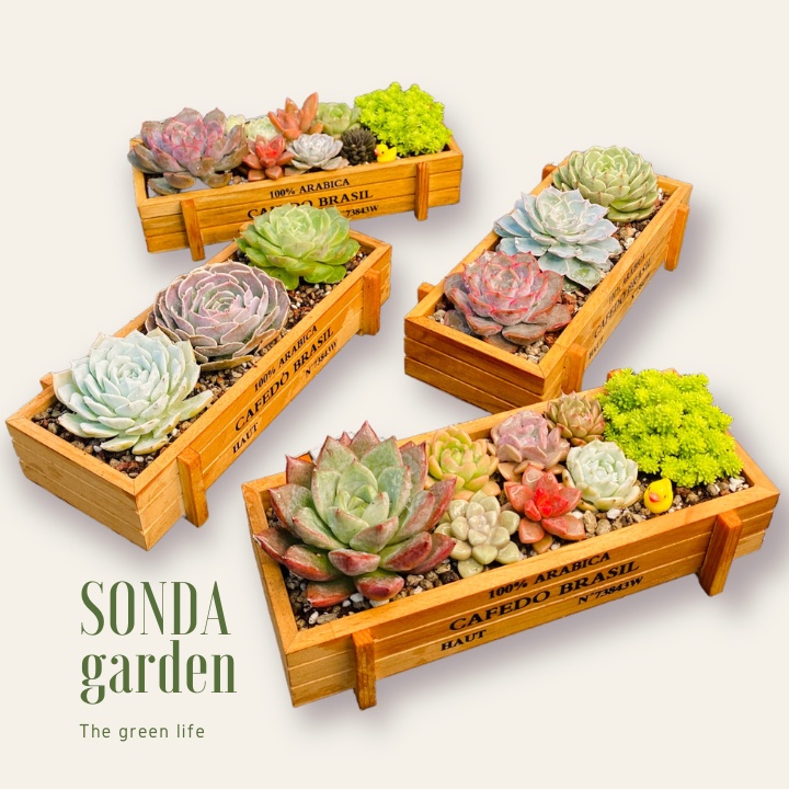Set sen đá mix nhiều loại khác nhau trồng chậu gỗ Arabica, cây cảnh trang trí nhà cửa Sonda Garden