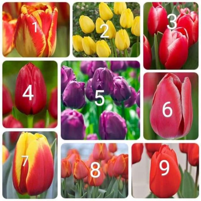 Combo 10 củ hoa tulip đủ màu ,tặng chống nấm