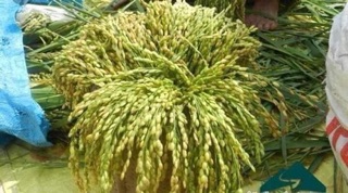 1kg cốm non miền tây xứ nghệ