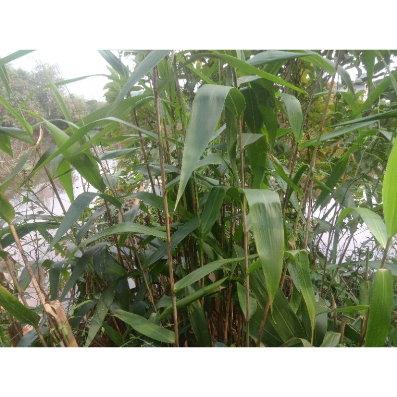 Lá chít gói bánh 300 lá