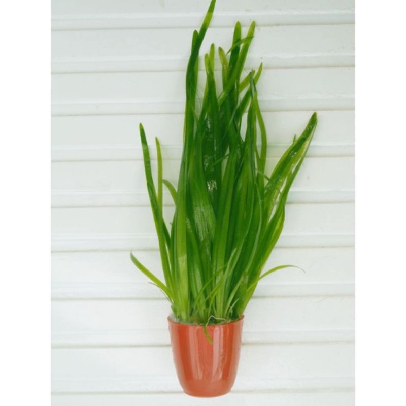 Bó 10 cây Cỏ tóc tiên thủy sinh - cây thủy sinh hậu cảnh