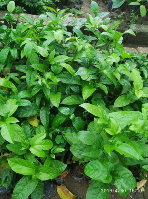 Cây giống chanh leo tím