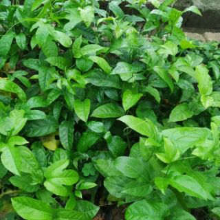 Cây giống chanh leo tím