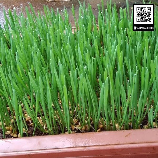 1Kg Hạt giống rau mầm lúa mạch - Thế giới rau mầm chất lượng cao Tạ Gia Trang