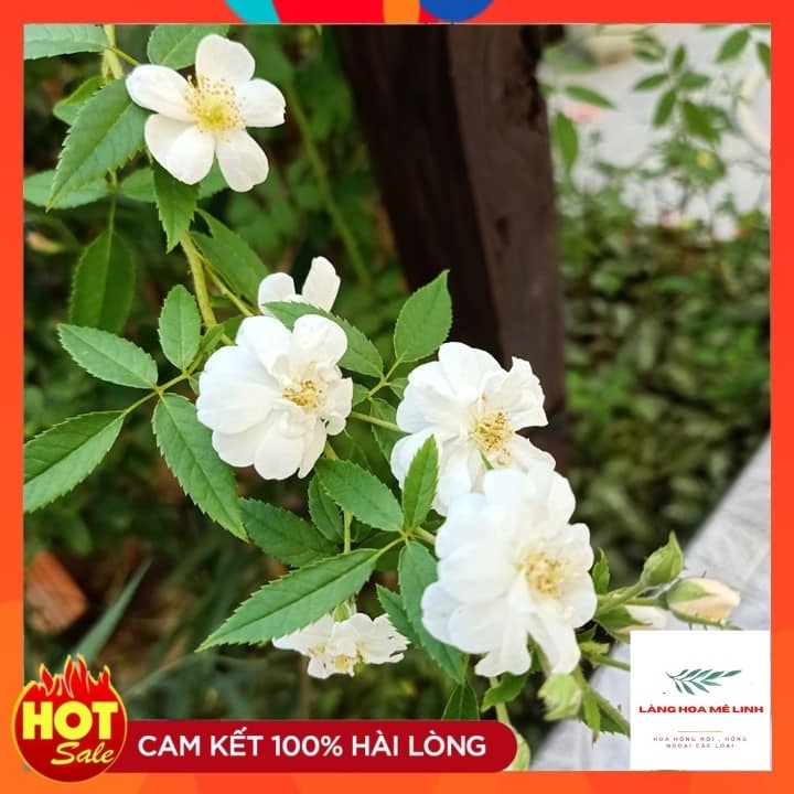 Hoa hồng leo Ngỗng Tuyết- Snow Goose -CÂY ĐANG RA HOA - ẢNH THẬT