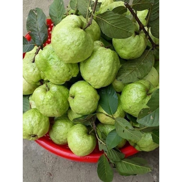 Cây Giống Ổi Nữ Hoàng - cây ăn quả - caykiengsadec