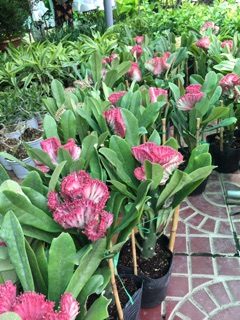 Cây vạn lý trường thành