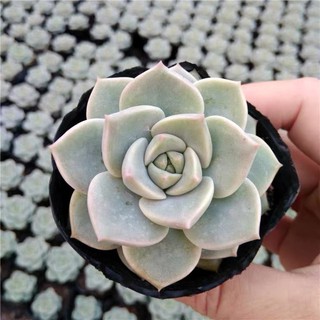 SEN ĐÁ HOA HỒNG TRẮNG