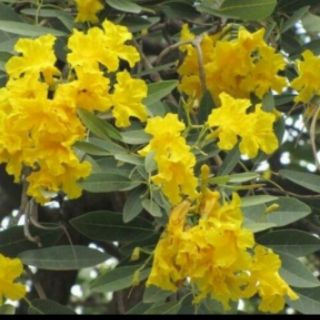 Cây giống chuông vàng