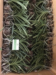 Vanda cây cỡ trung