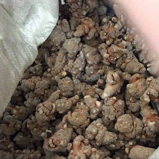 Củ Tam thất bắc khô 100g (loại 8 củ )