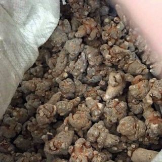 Củ Tam thất bắc khô 100g (loại 8 củ )