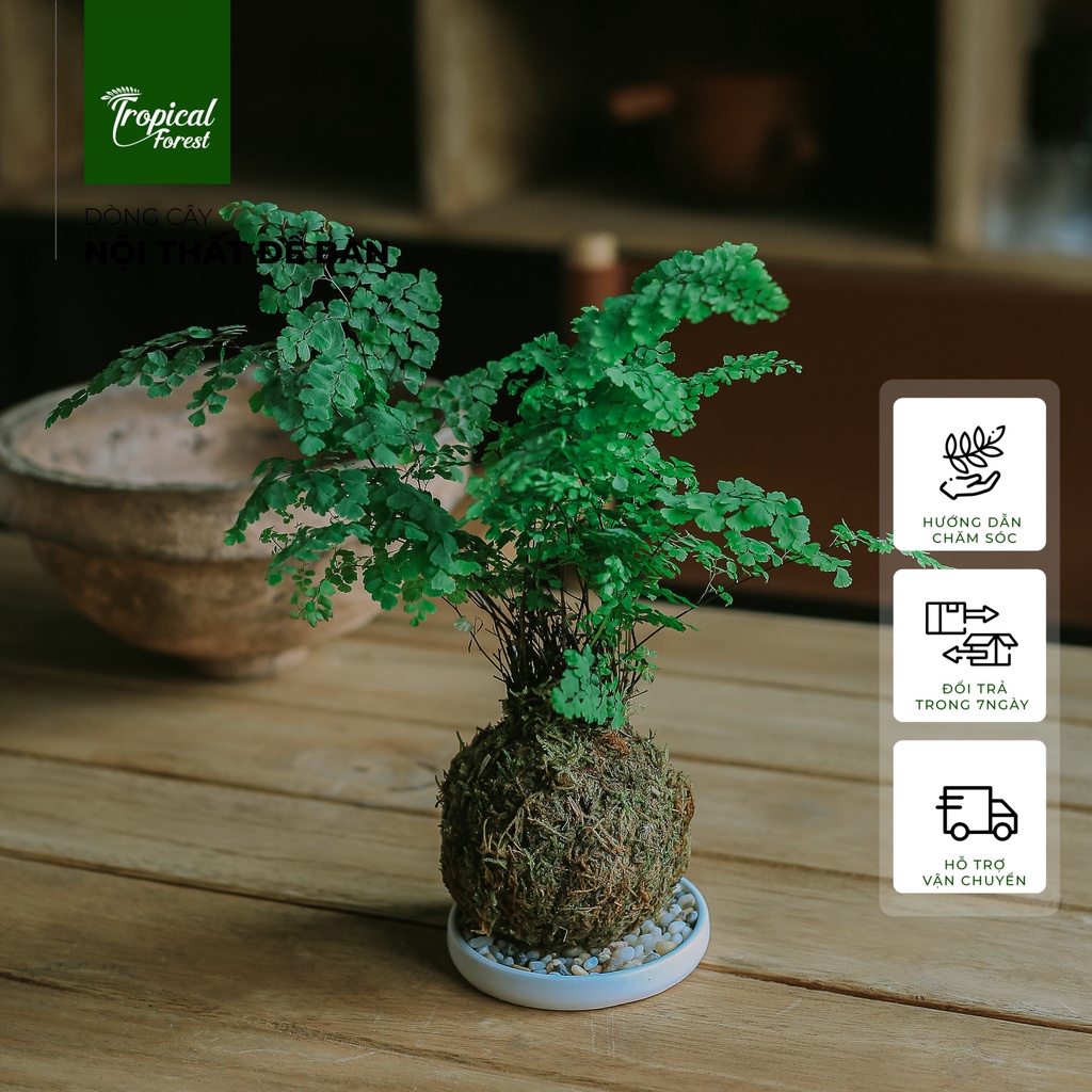 Chậu cây KOKEDAMA nhiệt đới TROPICAL FOREST