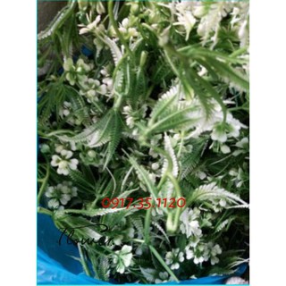 CỎ ĐIỂM CẮM HOA chọn mẫu ngẫu nhiên