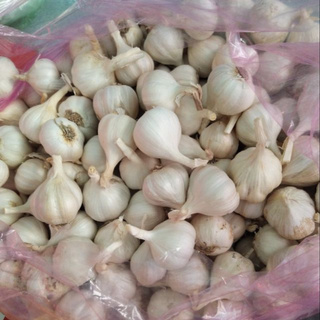 1kg Tỏi Phan Rang Ninh Thuận - NghiemNhatHien