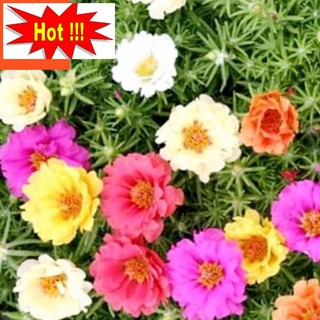 Giống hoa Mười giờ mix (100 hạt nhiều màu)