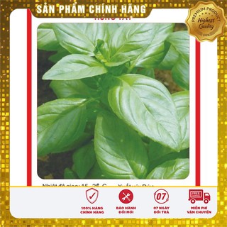 Hạt giống Rau Húng tây ( gia vị ngon TỐT Gói 1 gram )