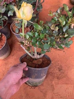 Combo 5 Gốc hoa hồng rễ trần