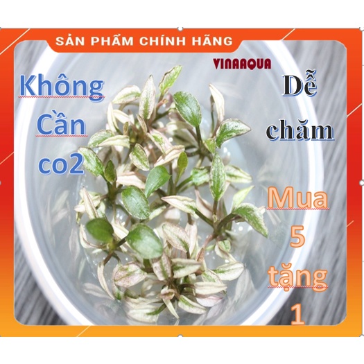 Cây thủy sinh lagenandra đỏ VinaAqua nuôi cấy mô 1 cụm_cây thủy sinh không cần co2,hồ thủy sinh.