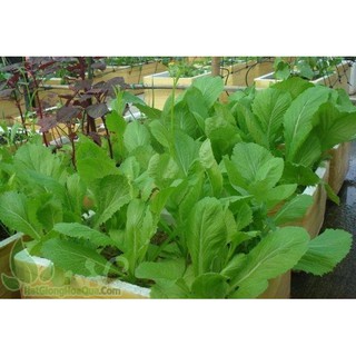 Hạt Giống Cải Bẹ Xanh Mỡ