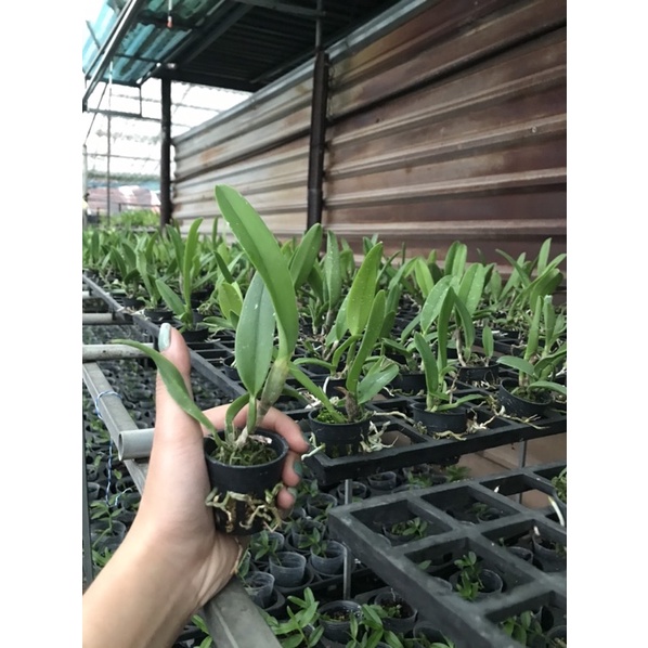 TNX24 - Lan Cattleya Mini Hoa Chùm - Nell Hammer - Cây Con