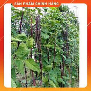 HẠT GIỐNG ĐẬU ĐŨA TÍM GÓI 3GR