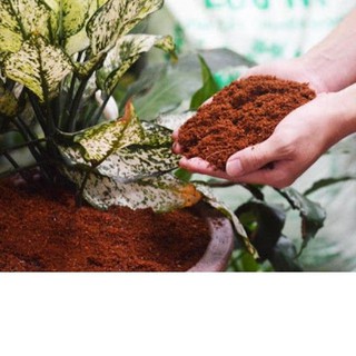 3kg mụn xơ dừa đã qua xử lý
