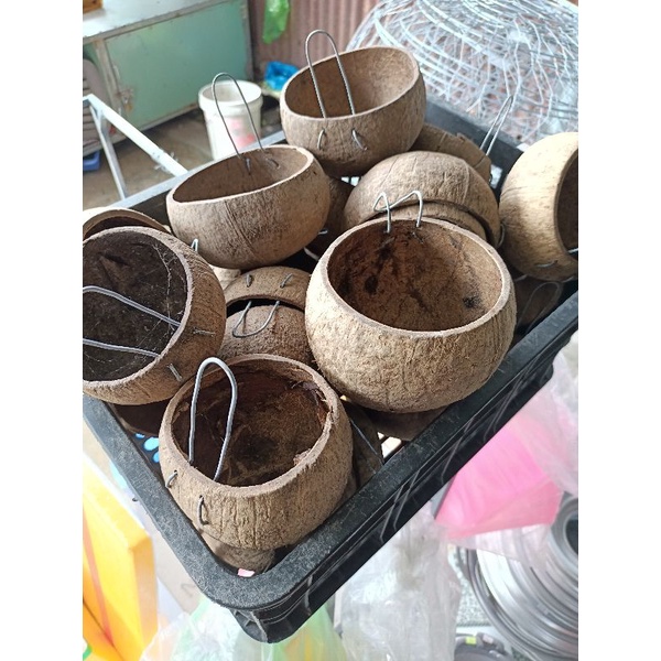 Gáo dừa cho gà ăn, uống nước