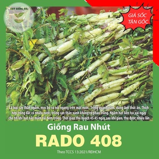 Hạt giống Rau nhút phát triển mạnh, trồng quanh năm