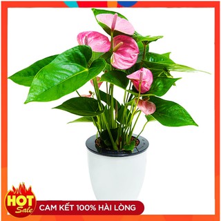 Chậu Hoa Nhựa Giá Sỉ ♥️ PREESHIP ♥️Chậu Trồng Hoa Giá Rẻ , Trang Trí Nội Thất