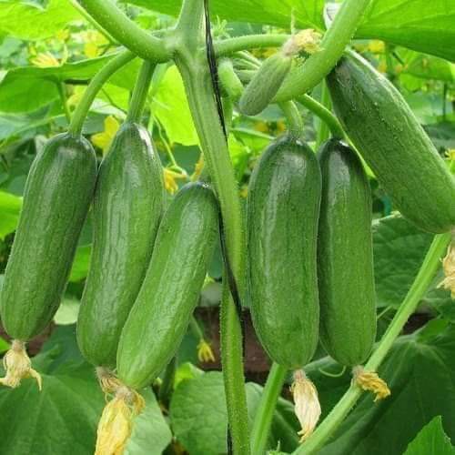 Phân bón lá Kina 50 30-10-10 + TE kích thích nảy chồi ra lá (hộp 500g)