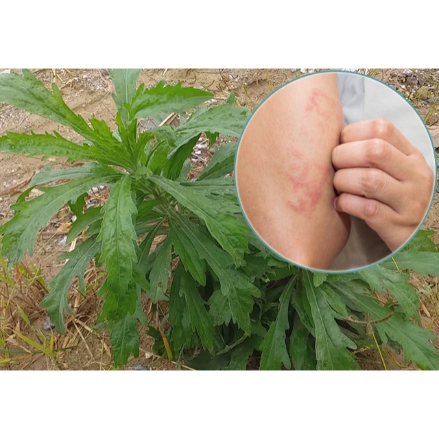 Cây ngải dại 500gr
