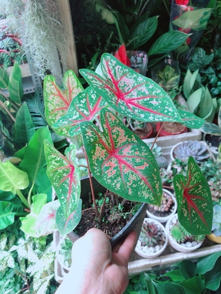 Cây Môn Kiểng