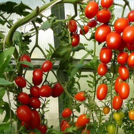 HẠT GIỐNG CÀ CHUA NHẬT LEO GIÀN F1