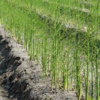 Cây măng Tây xanh .cao sản.