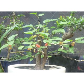 HẠT GIỐNG DÂU TẰM - 20 Hạt/ gói