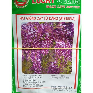 [TOP HOA ĐẸP] Hạt giống Hoa Tử Đằng Lucky Seeds