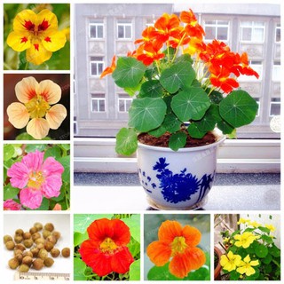 Hạt giống hoa Sen Cạn nhiều màu 15 hạt (TẶNG gói kích thích hỗ trợ hạt nảy mầm)