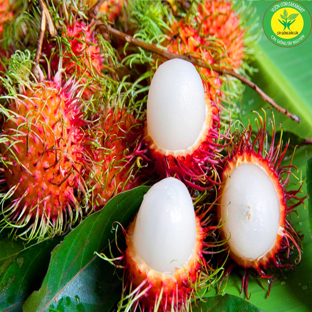 Cây Giống Chôm Chôm Thái Ra TRái Siêu Sơm