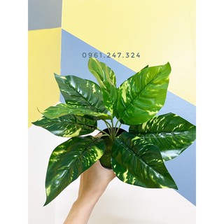 cây lá đốm 30/40cm decor