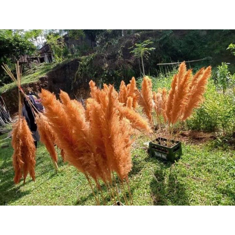 Bông cỏ lau tự nhiên phơi khô nhuộm màu cao cấp