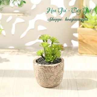 Cây giả - Chậu Sen đá Xơ dừa (cả cây và chậu)