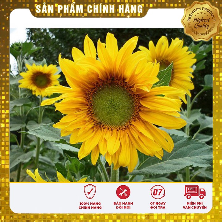 Hạt giống hoa hướng dương mix nhiều màu LUCKY SEEDS - 30 hạt